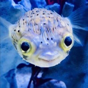 Meet your Posher, Ian